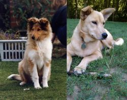 Rough Collie vs Carolina Dog - Breed Comparison