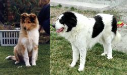 Rough Collie vs Ciobanesc de Bucovina - Breed Comparison