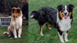 Rough Collie vs English Shepherd - Breed Comparison