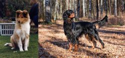 Rough Collie vs Gordon Setter - Breed Comparison