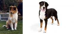 Rough Collie vs Greater Swiss Mountain Dog - Breed Comparison