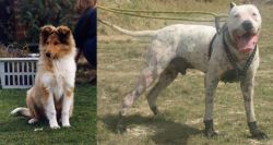 Rough Collie vs Gull Dong - Breed Comparison