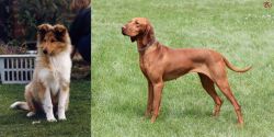 Rough Collie vs Hungarian Vizsla - Breed Comparison