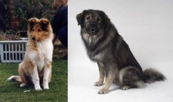 Rough Collie vs Istrian Sheepdog - Breed Comparison