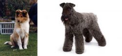 Rough Collie vs Kerry Blue Terrier - Breed Comparison