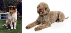 Rough Collie vs Lagotto Romagnolo - Breed Comparison