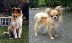 Rough Collie vs Long Haired Chihuahua - Breed Comparison