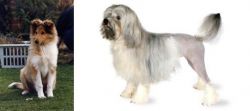 Rough Collie vs Lowchen - Breed Comparison