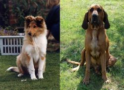 Rough Collie vs Majestic Tree Hound - Breed Comparison