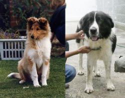 Rough Collie vs Mucuchies - Breed Comparison