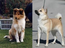 Rough Collie vs Norwegian Buhund - Breed Comparison