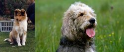 Rough Collie vs Otterhound - Breed Comparison
