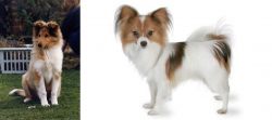 Rough Collie vs Papillon - Breed Comparison