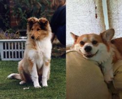 Rough Collie vs Pembroke Welsh Corgi - Breed Comparison