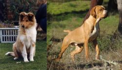 Rough Collie vs Portuguese Pointer - Breed Comparison