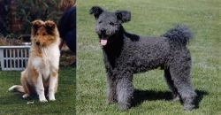 Rough Collie vs Pumi - Breed Comparison