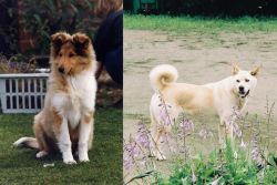 Rough Collie vs Pungsan Dog - Breed Comparison