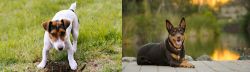 Russell Terrier vs Australian Kelpie - Breed Comparison