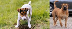 Russell Terrier vs Boerboel - Breed Comparison