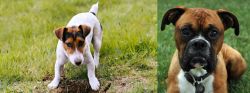 Russell Terrier vs Boxer - Breed Comparison