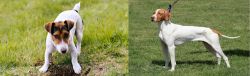 Russell Terrier vs Braque Saint-Germain - Breed Comparison