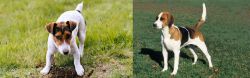 Russell Terrier vs English Foxhound - Breed Comparison