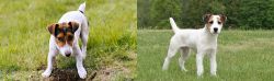 Russell Terrier vs Jack Russell Terrier - Breed Comparison