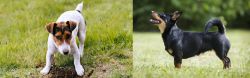 Russell Terrier vs Lancashire Heeler - Breed Comparison