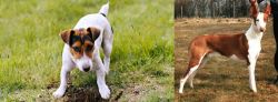 Russell Terrier vs Podenco Canario - Breed Comparison