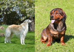 Russian Hound vs Alpine Dachsbracke - Breed Comparison