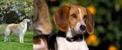 Russian Hound vs American Foxhound - Breed Comparison