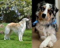 Russian Hound vs Australian Collie - Breed Comparison