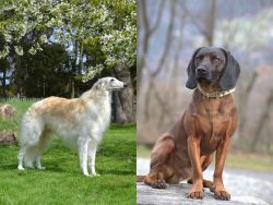 Russian Hound vs Bavarian Mountain Hound - Breed Comparison
