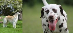 Russian Hound vs Dalmatian - Breed Comparison