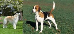 Russian Hound vs English Foxhound - Breed Comparison