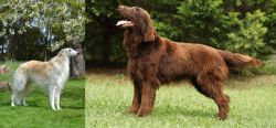 Russian Hound vs Flat-Coated Retriever - Breed Comparison