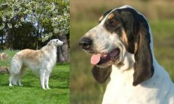 Russian Hound vs Grand Gascon Saintongeois - Breed Comparison