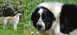 Russian Hound vs Greek Sheepdog - Breed Comparison