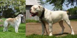 Russian Hound vs Hermes Bulldogge - Breed Comparison
