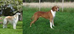 Russian Hound vs Hygenhund - Breed Comparison
