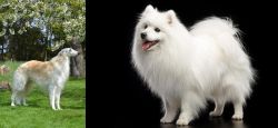 Russian Hound vs Japanese Spitz - Breed Comparison