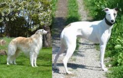 Russian Hound vs Kaikadi - Breed Comparison