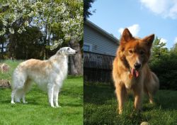 Russian Hound vs Karelo-Finnish Laika - Breed Comparison