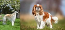 Russian Hound vs King Charles Spaniel - Breed Comparison