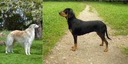 Russian Hound vs Latvian Hound - Breed Comparison