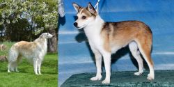 Russian Hound vs Norwegian Lundehund - Breed Comparison