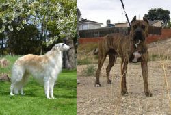 Russian Hound vs Perro de Toro - Breed Comparison