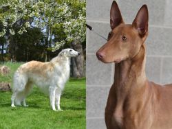 Russian Hound vs Pharaoh Hound - Breed Comparison