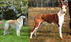 Russian Hound vs Podenco Canario - Breed Comparison