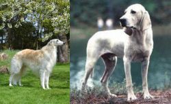 Russian Hound vs Porcelaine - Breed Comparison